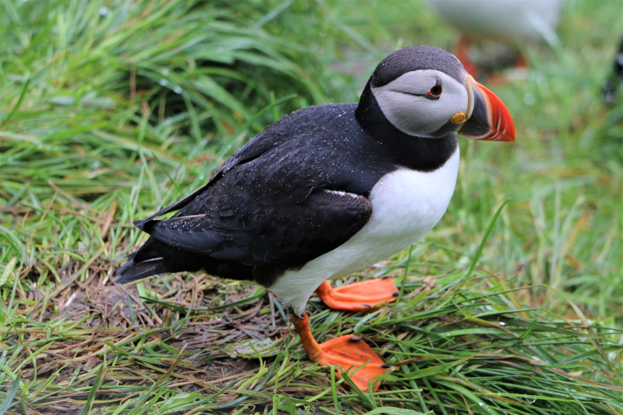 Foto von einem Papageientaucher